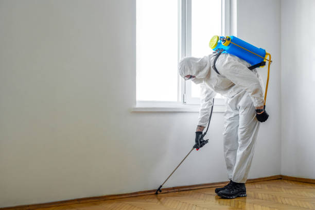 Best Insect Control  in Rossville, GA