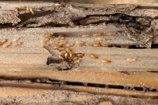  Rossville, GA Pest Control Pros