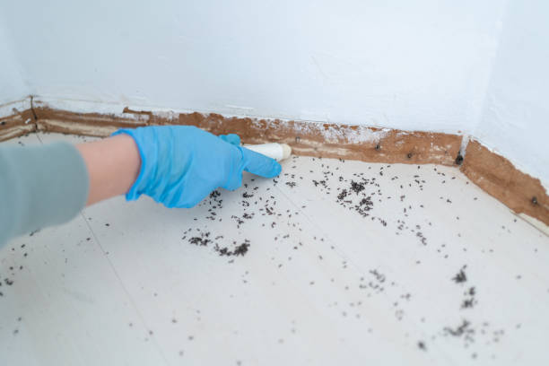 Best Mosquito Control Services  in Rossville, GA
